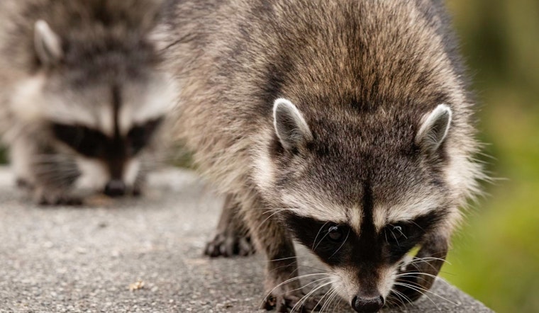 West Palm Beach Woman's DoorDash Taco Feast Stolen by Brazen Raccoons