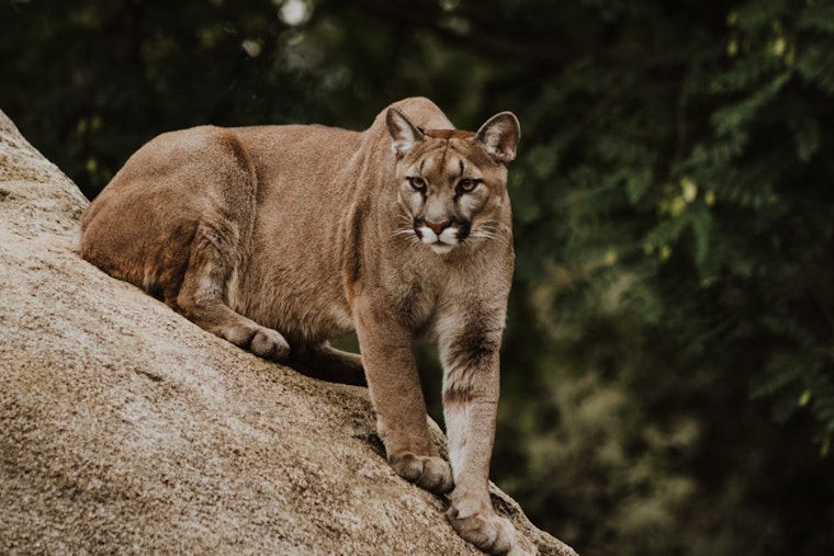Woman Survives Cougar Attack on Washington Trail Near Seattle