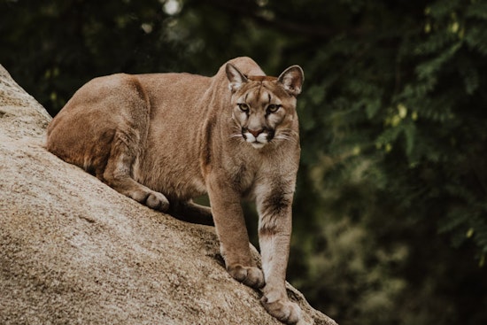 Woman Survives Cougar Attack on Washington Trail Near Seattle