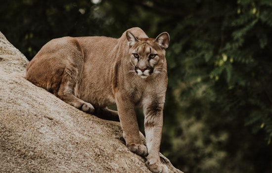 Woman Survives Cougar Attack on Washington Trail Near Seattle