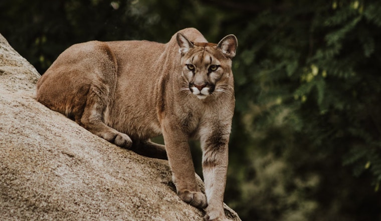 Woman Survives Cougar Attack on Washington Trail Near Seattle
