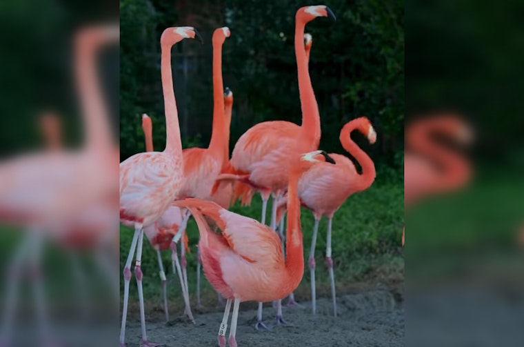 Zoo Miami's Flamingo Flock Given Clean Bill of Health After Comprehensive Annual Check-Up