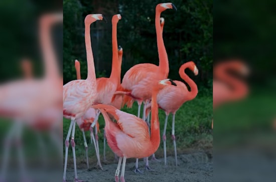 Zoo Miami's Flamingo Flock Given Clean Bill of Health After Comprehensive Annual Check-Up