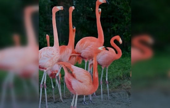 Zoo Miami's Flamingo Flock Given Clean Bill of Health After Comprehensive Annual Check-Up