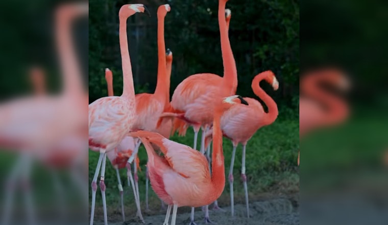 Zoo Miami's Flamingo Flock Given Clean Bill of Health After Comprehensive Annual Check-Up