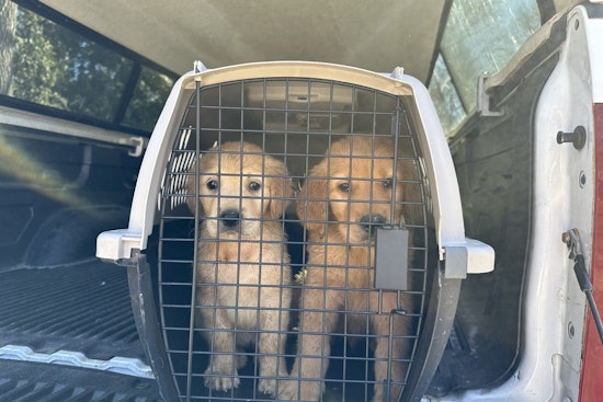 27 Golden Retrievers Rescued from Unlicensed Breeding Operation in Hopkinton, RI