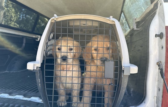 27 Golden Retrievers Rescued from Unlicensed Breeding Operation in Hopkinton, RI
