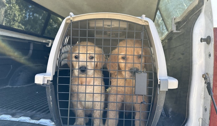 27 Golden Retrievers Rescued from Unlicensed Breeding Operation in Hopkinton, RI