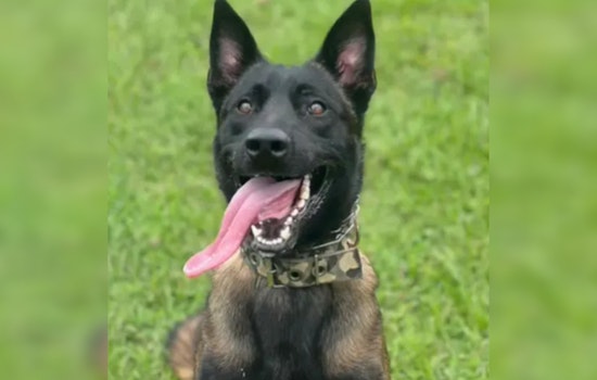 Acworth K-9 Officer Sniffs Out Suspect Christopher Hammit Facing Meth Trafficking Charges