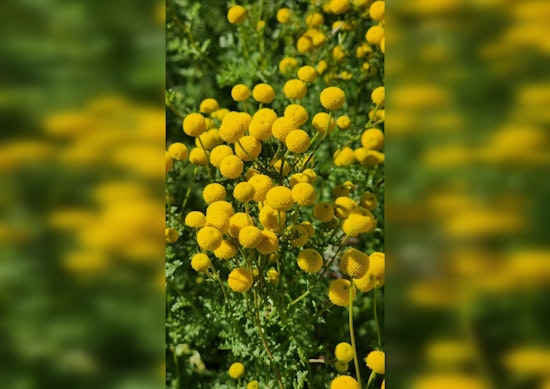 Aggressive Stinknet Weed Shuts Down Picnic Area at Casa Grande Ruins Until May