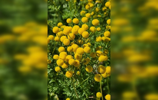Aggressive Stinknet Weed Shuts Down Picnic Area at Casa Grande Ruins Until May
