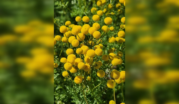 Aggressive Stinknet Weed Shuts Down Picnic Area at Casa Grande Ruins Until May
