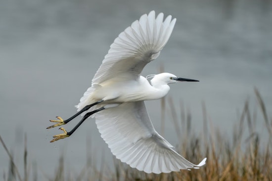 Alamo Heights Battles Egret Infestation as Fiesta De Los Reyes Jazzes Up the City