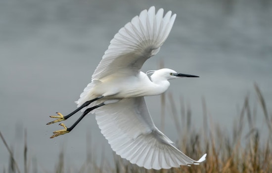 Alamo Heights Battles Egret Infestation as Fiesta De Los Reyes Jazzes Up the City