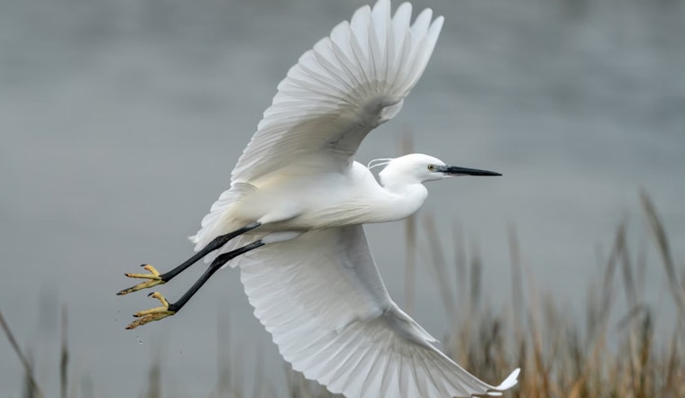 Alamo Heights Battles Egret Infestation as Fiesta De Los Reyes Jazzes Up the City