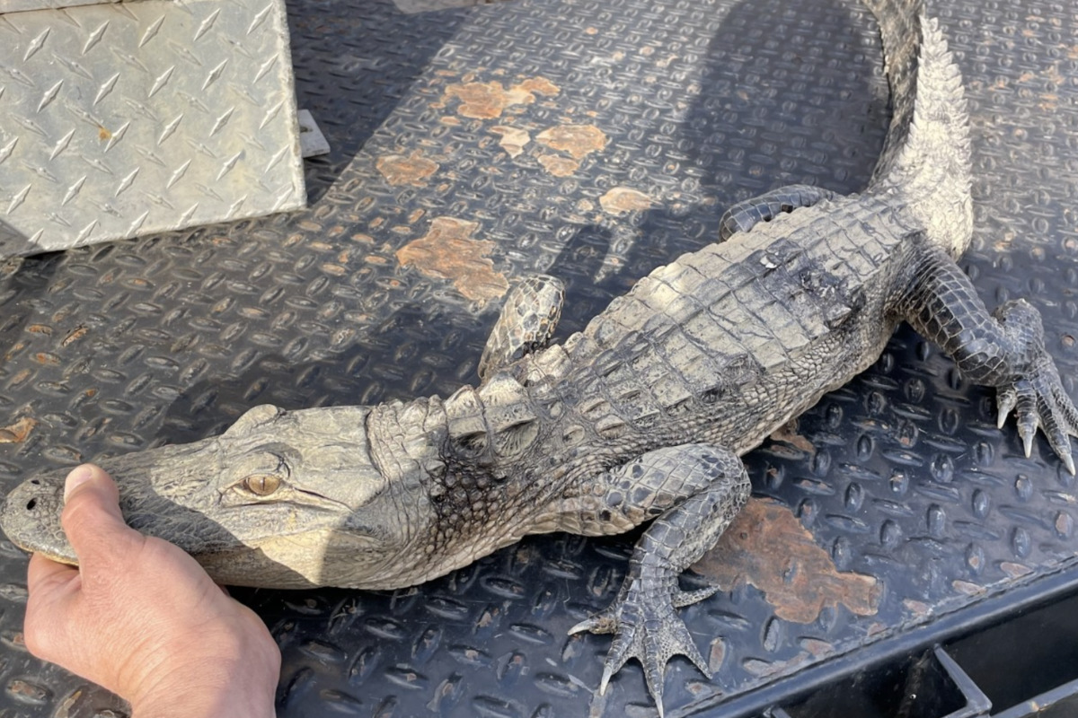 Angler in Tennessee Reels in Unexpected Alligator, Sources Confirm(02)