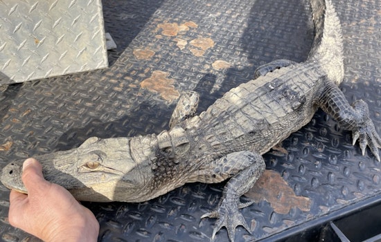 Angler in Tennessee Reels in Unexpected Alligator, Sources Confirm Illegal Captivity and Release into Norris Lake