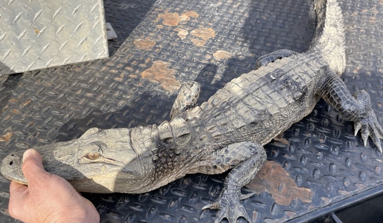 Angler in Tennessee Reels in Unexpected Alligator, Sources Confirm Illegal Captivity and Release into Norris Lake