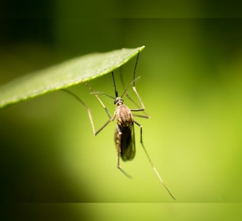 Anoka County Readies for Mosquito Season, Heralds Infrastructure and Safety Upgrades