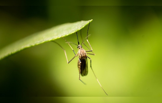 Anoka County Readies for Mosquito Season, Heralds Infrastructure and Safety Upgrades