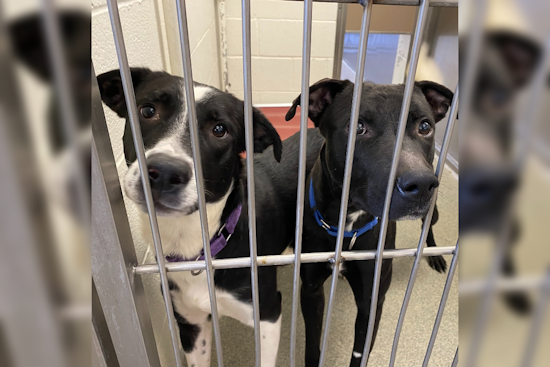 Arizona Shelters Reach Breaking Point as Spike in Pet Surrenders Linked to Rising Living Costs