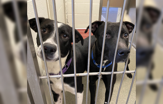 Arizona Shelters Reach Breaking Point as Spike in Pet Surrenders Linked to Rising Living Costs