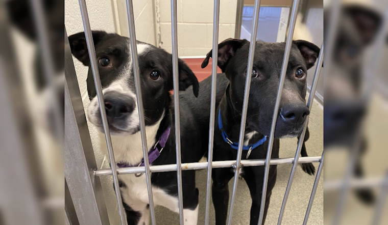 Arizona Shelters Reach Breaking Point as Spike in Pet Surrenders Linked to Rising Living Costs
