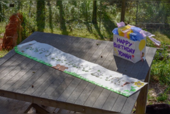 Athens' Bear Hollow Zoo Prepares for a Bear-y Happy Birthday Bash for Beloved Trio