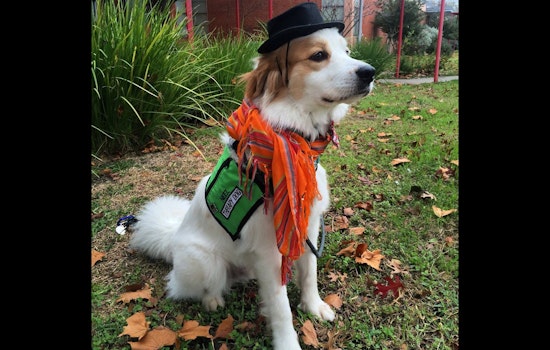 Austin Celebrates Divine Canines' 20 Years of Pet Therapy with 10th Annual Barks for Beers Event
