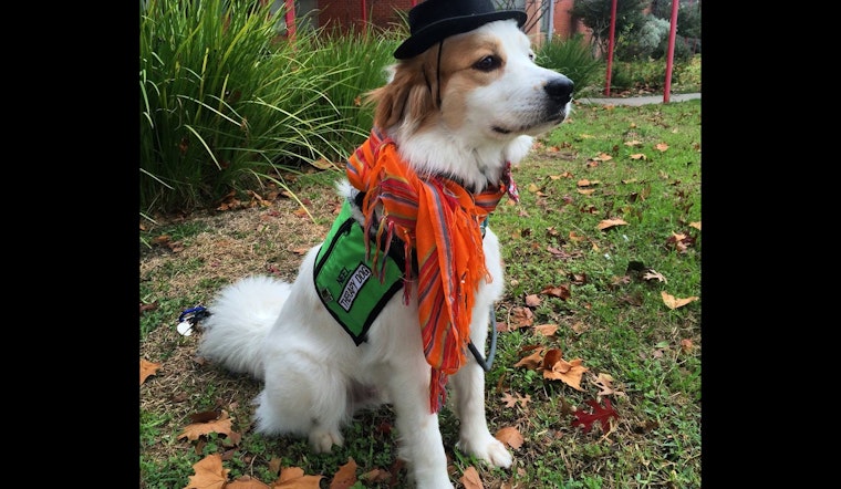 Austin Celebrates Divine Canines' 20 Years of Pet Therapy with 10th Annual Barks for Beers Event