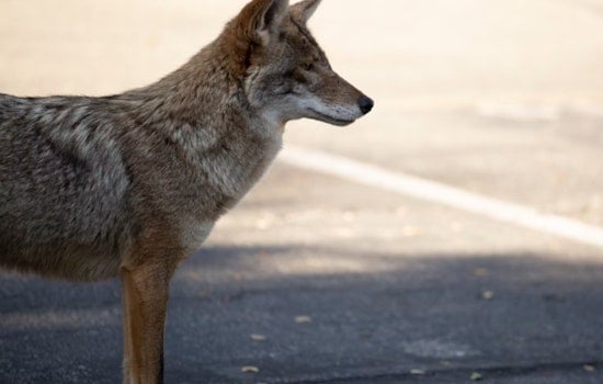 Austin on Alert for Increased Coyote Sightings During Denning Season