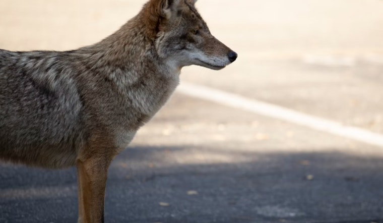 Austin on Alert for Increased Coyote Sightings During Denning Season