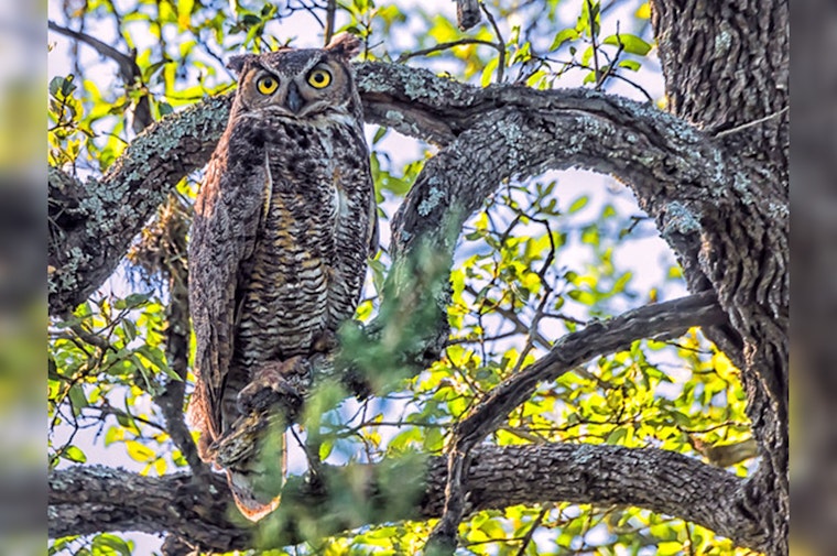 Austin Welcomes Return of Beloved Owl Athena to Lady Bird Johnson Wildflower Center Nest Cam