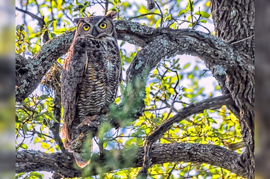 Austin Welcomes Return of Beloved Owl Athena to Lady Bird Johnson Wildflower Center Nest Cam