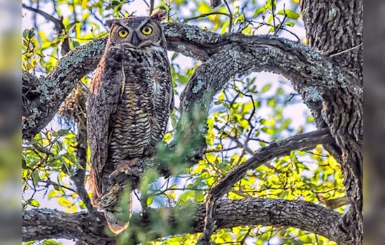 Austin Welcomes Return of Beloved Owl Athena to Lady Bird Johnson Wildflower Center Nest Cam