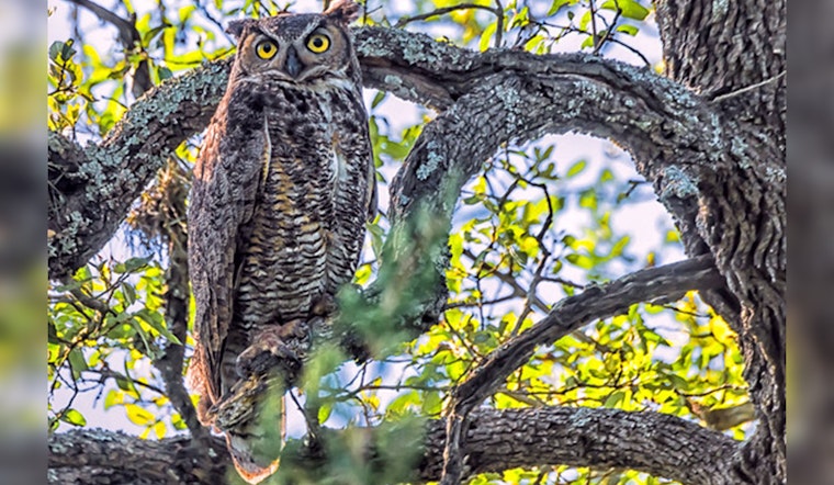 Austin Welcomes Return of Beloved Owl Athena to Lady Bird Johnson Wildflower Center Nest Cam