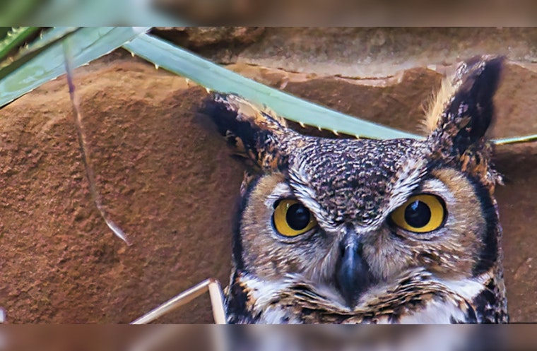 Austin's Great Horned Owl, Athena, Entrances Viewers with Live Nest Cam at Lady Bird Johnson Wildflower Center