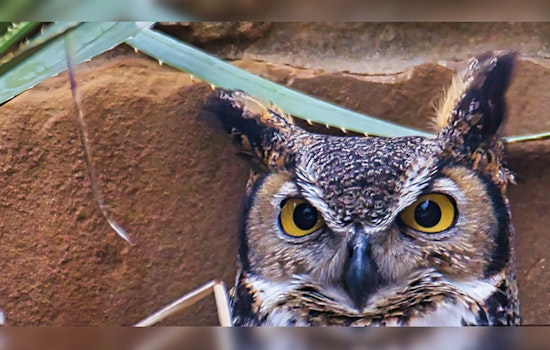Austin's Great Horned Owl, Athena, Entrances Viewers with Live Nest Cam at Lady Bird Johnson Wildflower Center