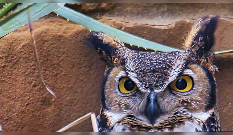 Austin's Great Horned Owl, Athena, Entrances Viewers with Live Nest Cam at Lady Bird Johnson Wildflower Center