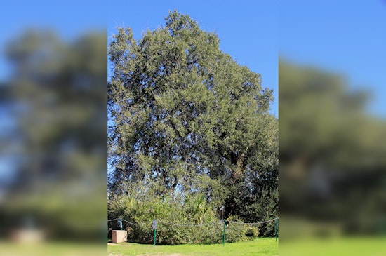 Austin's Historic Treaty Oak Vandalized, City Takes Measures to Protect Texas Heritage Landmark
