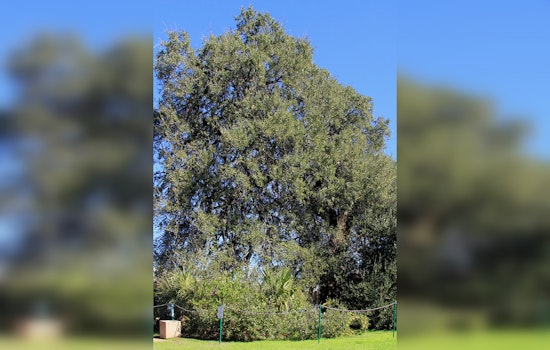 Austin's Historic Treaty Oak Vandalized, City Takes Measures to Protect Texas Heritage Landmark