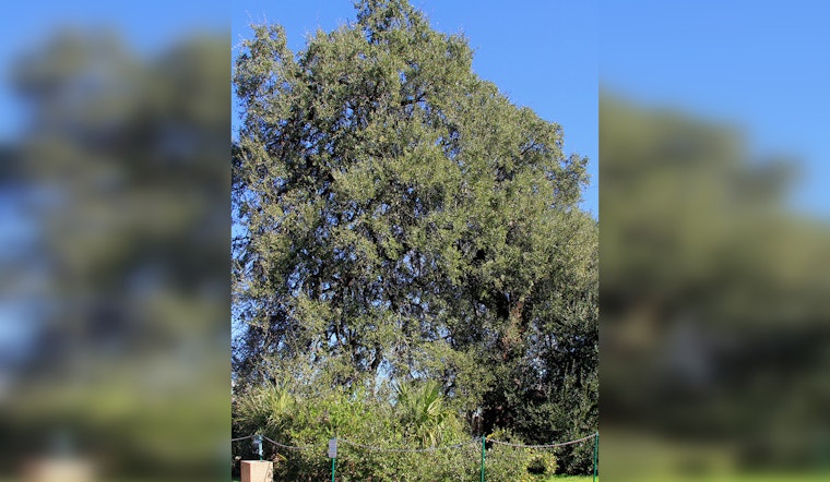 Austin's Historic Treaty Oak Vandalized, City Takes Measures to Protect Texas Heritage Landmark