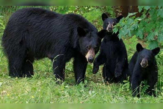 Bear Takes Midnight Tour at Ripley's Aquarium in Gatlinburg Caught on Weather Cam