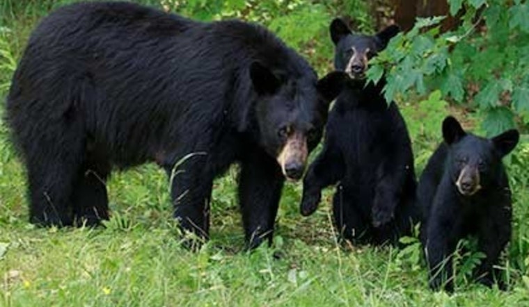 Bear Takes Midnight Tour at Ripley's Aquarium in Gatlinburg Caught on Weather Cam