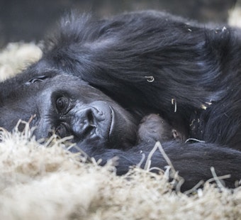 Beloved Western Lowland Gorilla Bana Euthanized at Lincoln Park Zoo After Illness