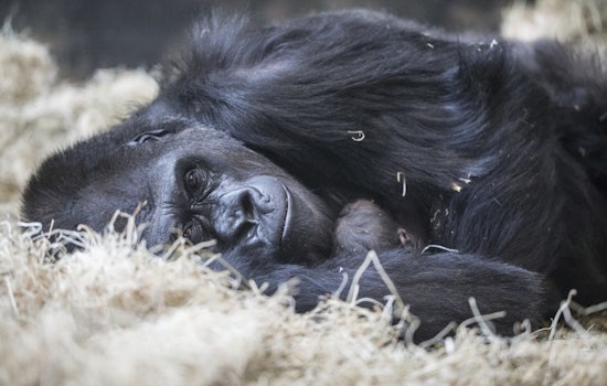 Beloved Western Lowland Gorilla Bana Euthanized at Lincoln Park Zoo After Illness