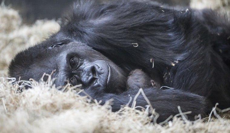 Beloved Western Lowland Gorilla Bana Euthanized at Lincoln Park Zoo After Illness