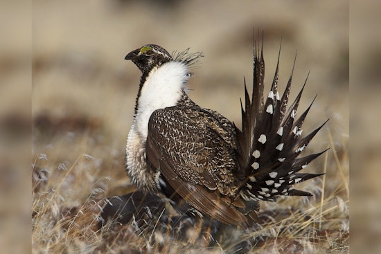 Biden Administration Proposes Greater Sage-Grouse Habitat Changes Amidst Mixed Reviews