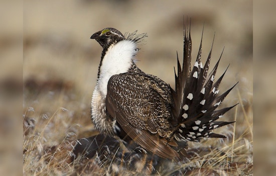 Biden Administration Proposes Greater Sage-Grouse Habitat Changes Amidst Mixed Reviews
