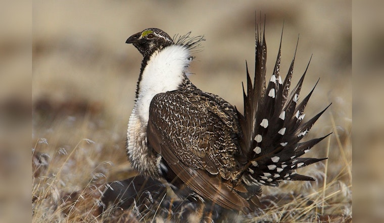 Biden Administration Proposes Greater Sage-Grouse Habitat Changes Amidst Mixed Reviews